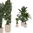 indoor-plant-024 - Thumbnail 1