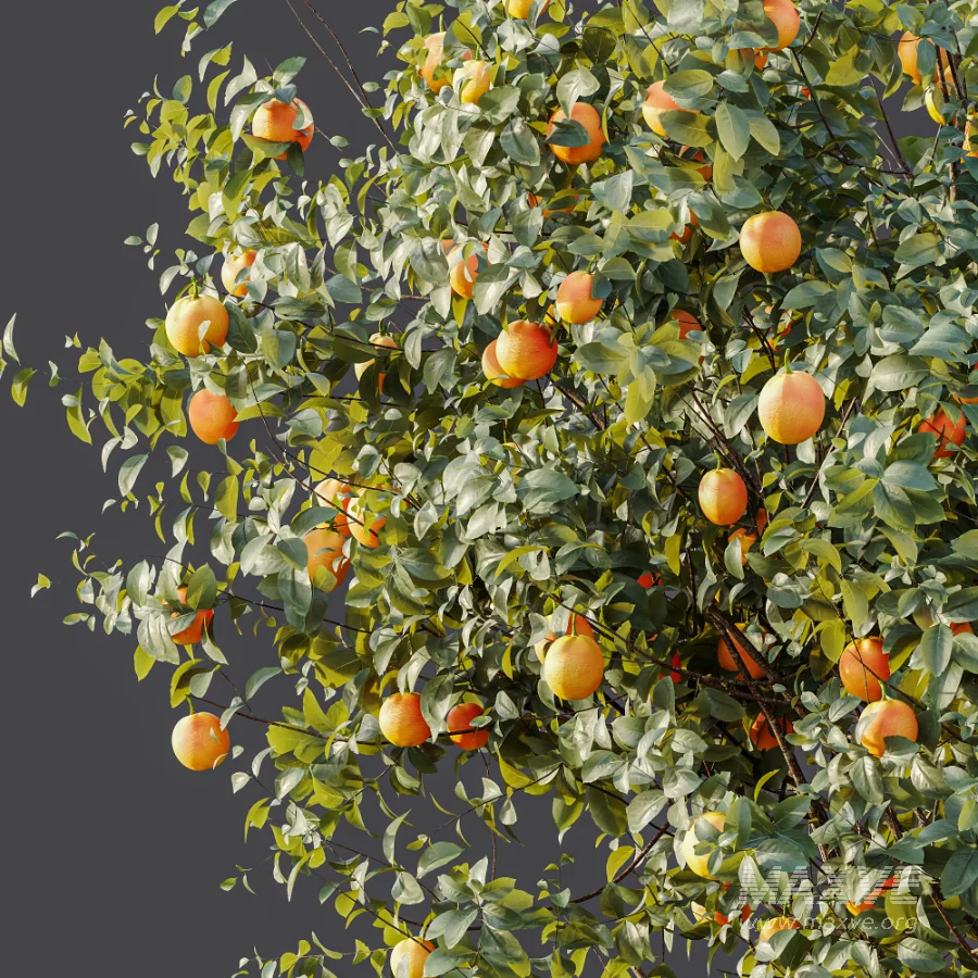 AV Plant Citrus Sinensis Orange Arancio Fruit Tree 01 - Image 9