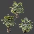 AV Plant Borassus Flabellifer 6 Palm Tree 03 - Thumbnail 7