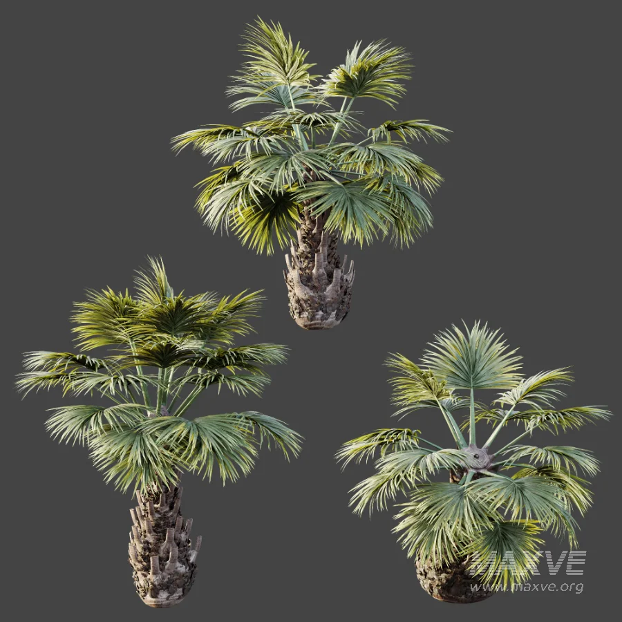AV Plant Borassus Flabellifer 6 Palm Tree 03 - Image 7