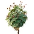 AV Plant Acoelorrhaphe Wrightii Palm Tree 01 - Thumbnail 1