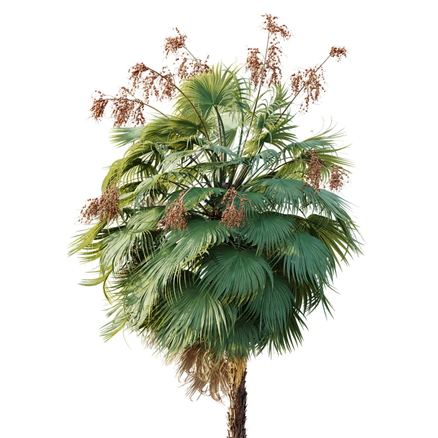 AV Plant Acoelorrhaphe Wrightii Palm Tree 01 - Image 1
