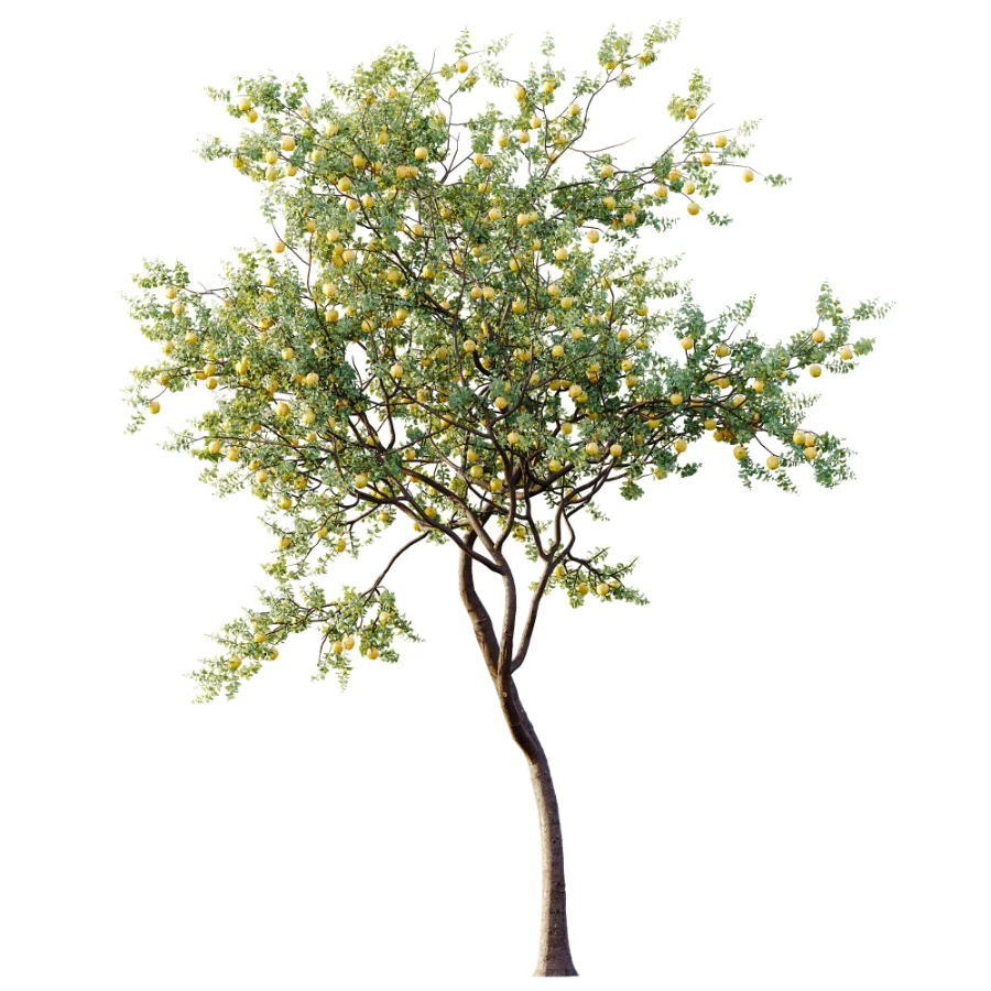 AV Plant Malus Pumila Apple Red Fruit Tree 01 - Image 3