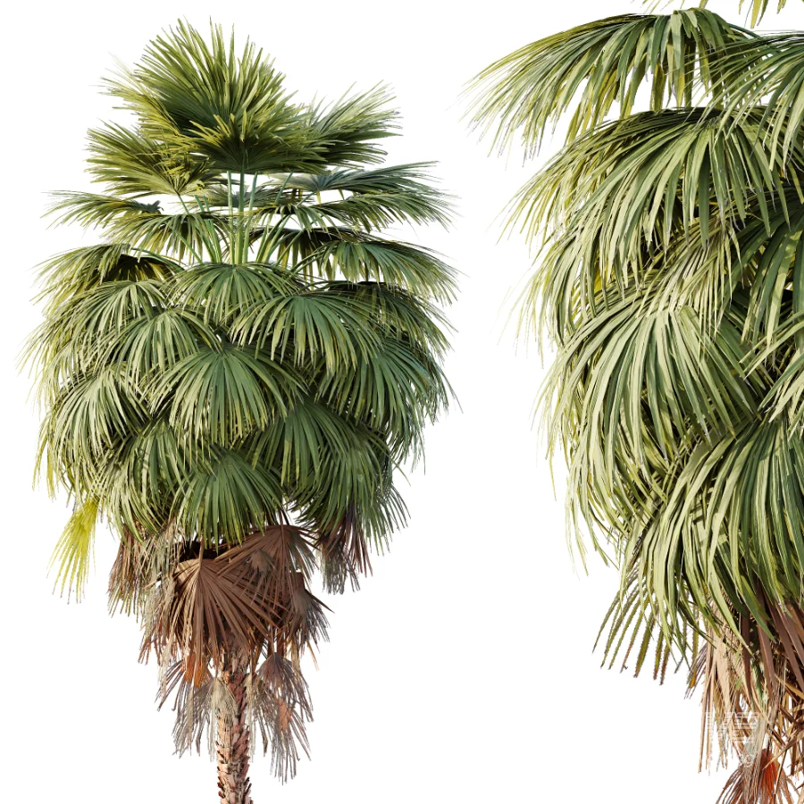 AV Plant Washingtonia Robusta Palm Tree 01 - Image 5