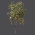 AV Plant Diospyros Kaki Persimmon Fruit Tree 01 - Thumbnail 5