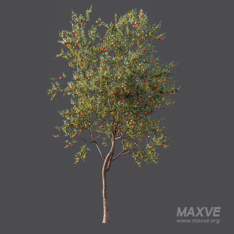 AV Plant Diospyros Kaki Persimmon Fruit Tree 01 - Image 5