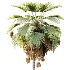 AV Plant Pritchardia Pacifica Palm Tree 03 - Thumbnail 1