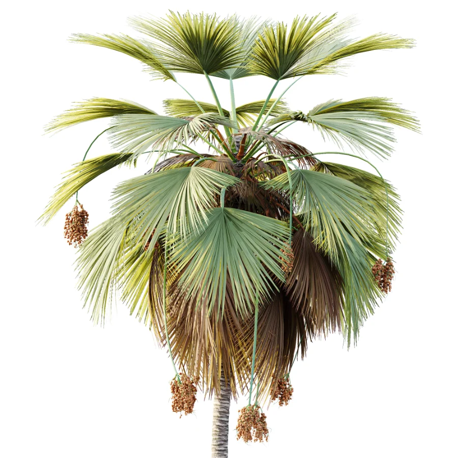 AV Plant Pritchardia Pacifica Palm Tree 03 - Image 1