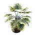 AV Plant Borassus Flabellifer 6 Palm Tree 03 - Thumbnail 3
