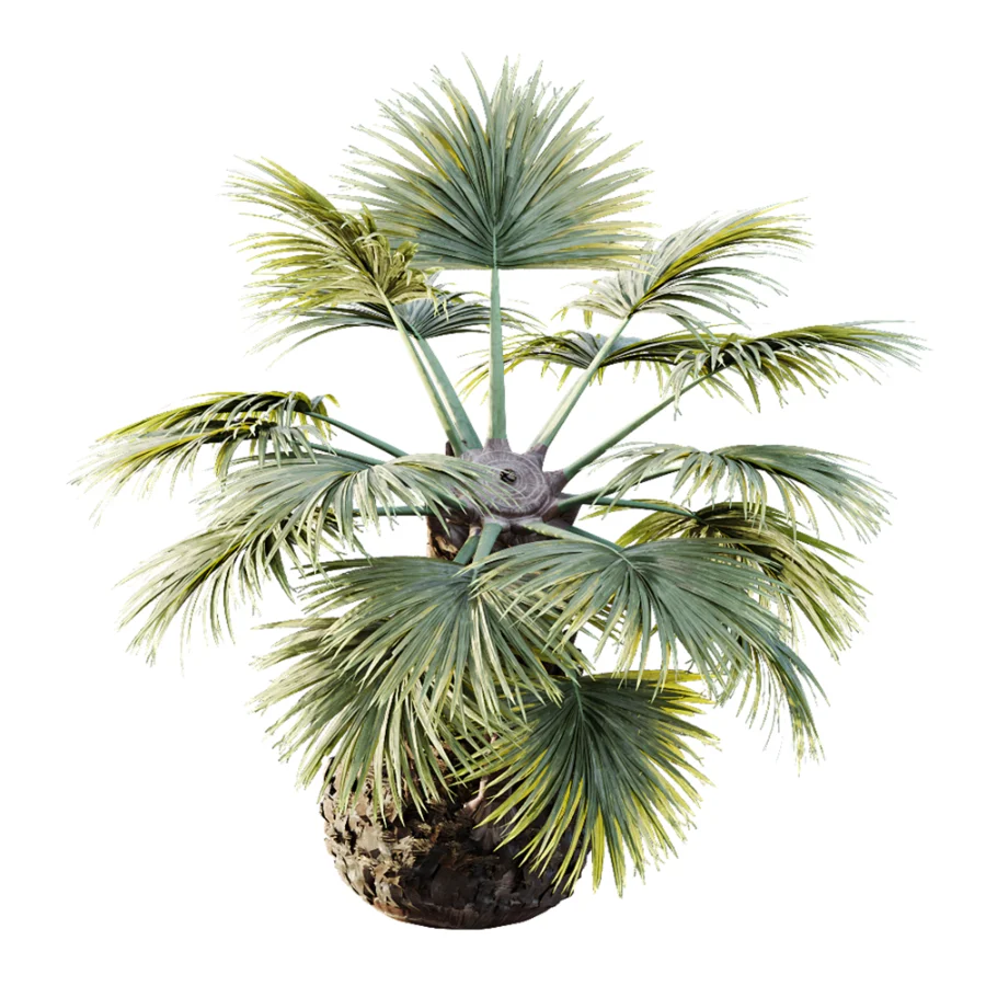 AV Plant Borassus Flabellifer 6 Palm Tree 03 - Image 3