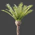 AV Plant Phoenix Canariensis Palm Tree 01 - Thumbnail 6
