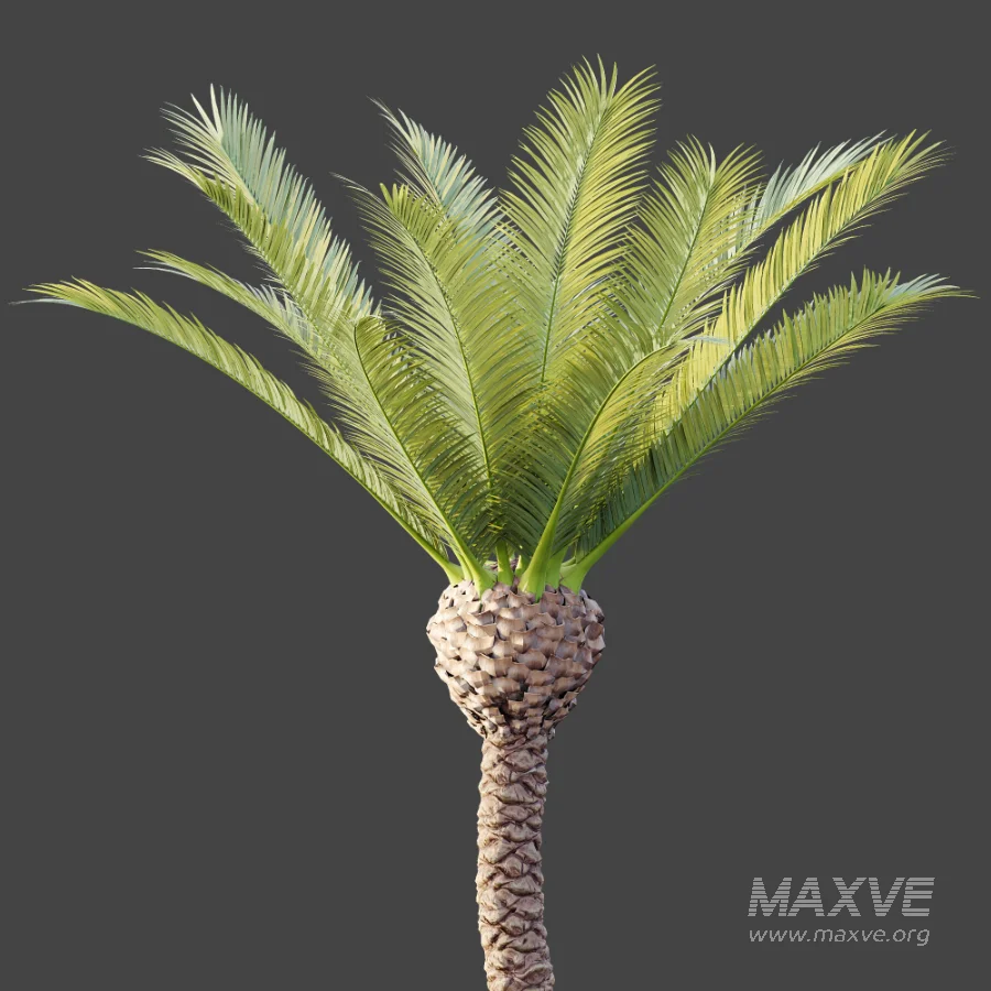 AV Plant Phoenix Canariensis Palm Tree 01 - Image 6