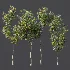 AV Plant Ficus Carica Feige Fig Fruit Tree 01 - Thumbnail 6