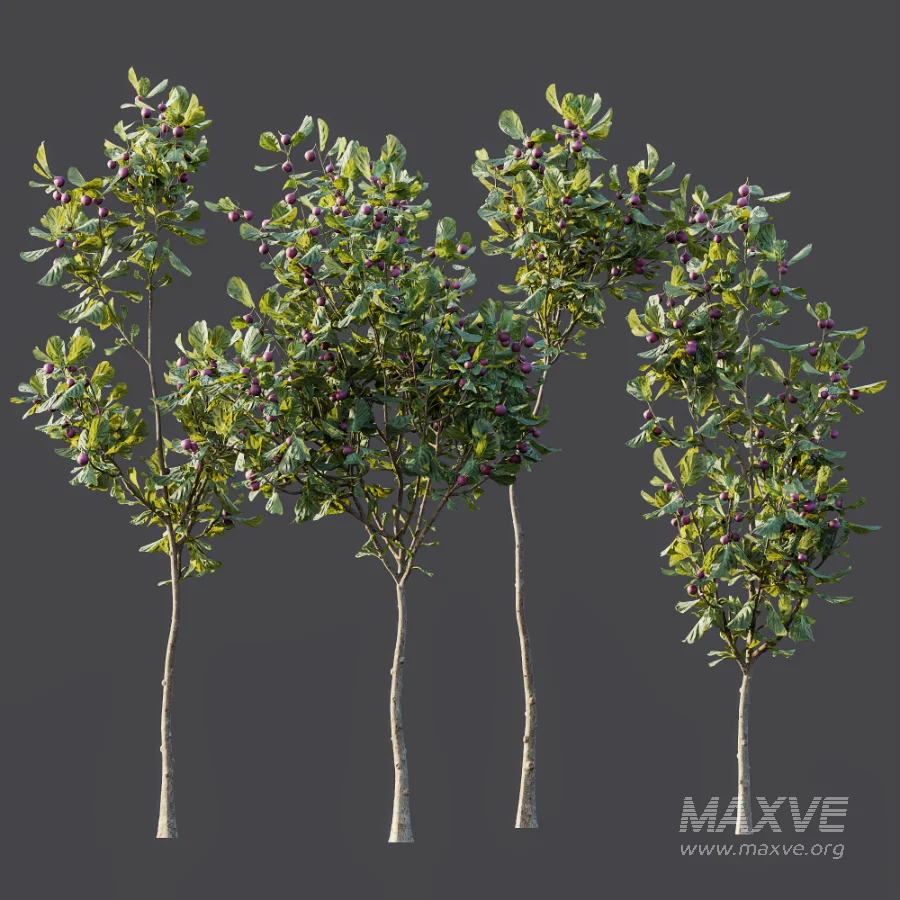 AV Plant Ficus Carica Feige Fig Fruit Tree 01 - Image 6