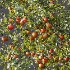 AV Plant Diospyros Kaki Persimmon Fruit Tree 01 - Thumbnail 6