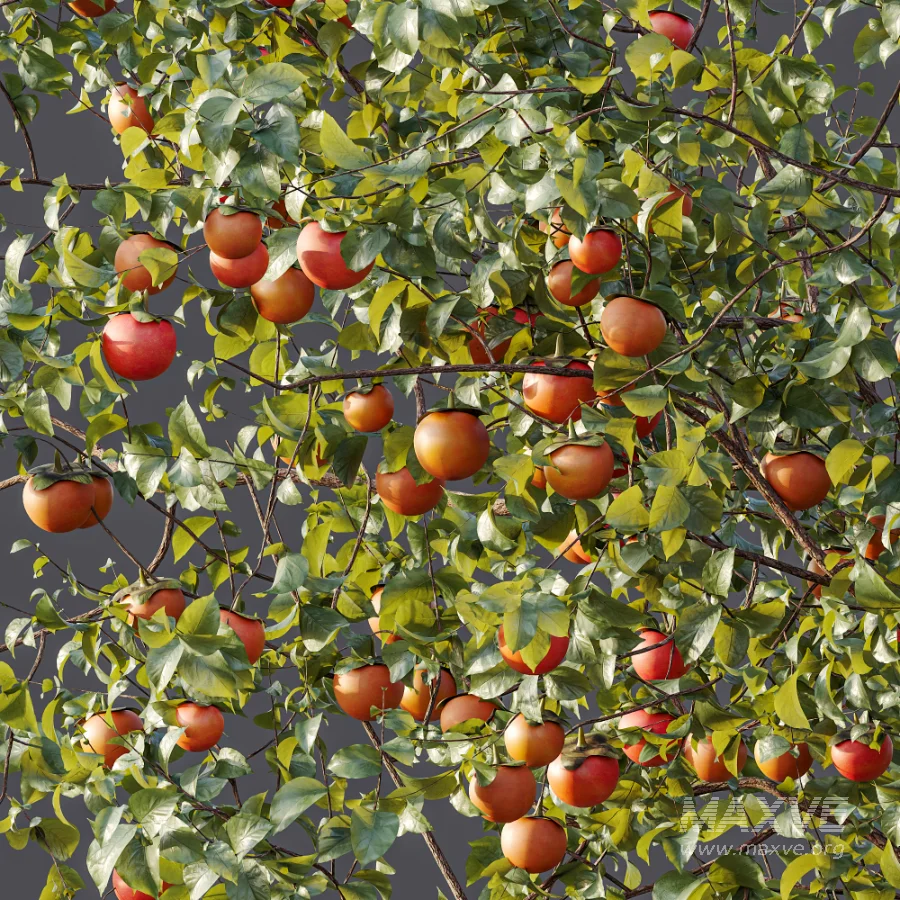 AV Plant Diospyros Kaki Persimmon Fruit Tree 01 - Image 6