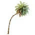 AV Plant Phoenix Sylvestris Palm Tree 01 - Thumbnail 3