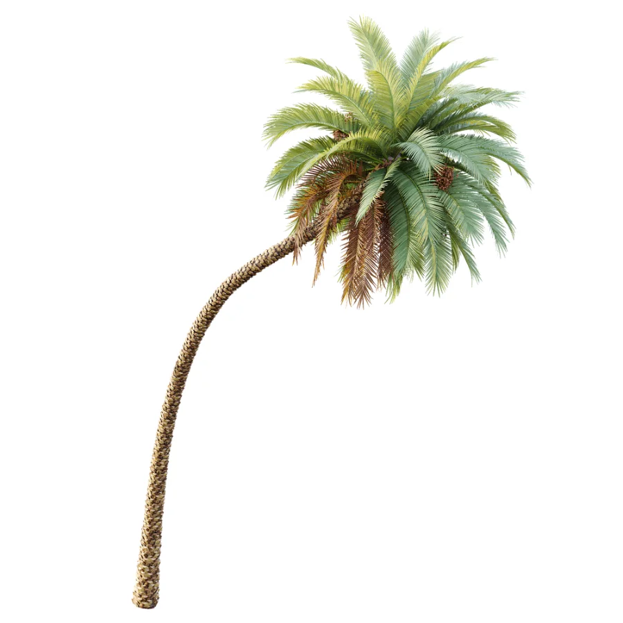 AV Plant Phoenix Sylvestris Palm Tree 01 - Image 3
