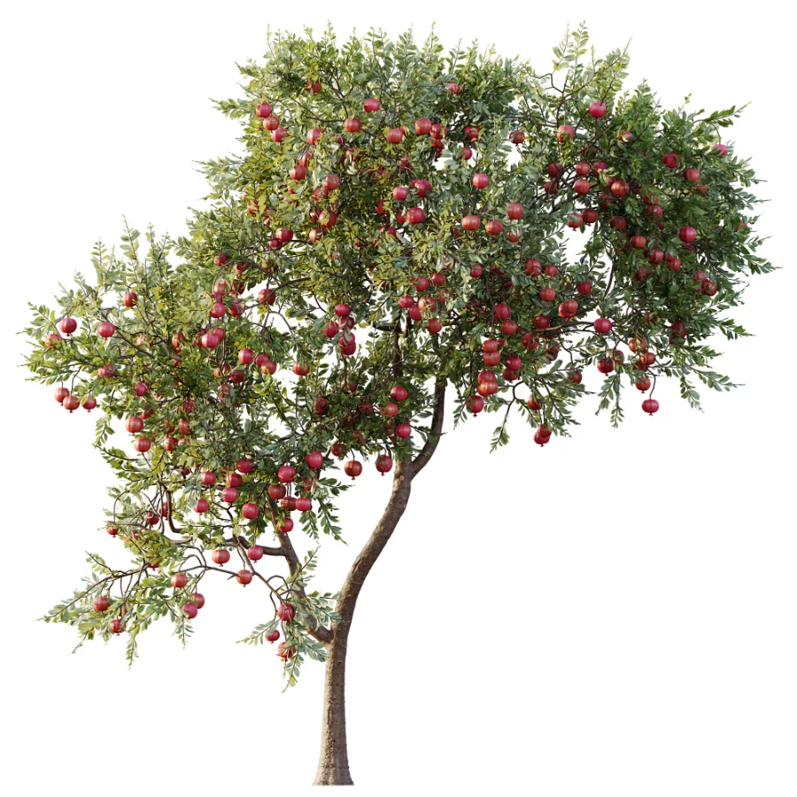 AV Plant Punica Granatum Pomegranate Fruit Tree 01 - Image 3