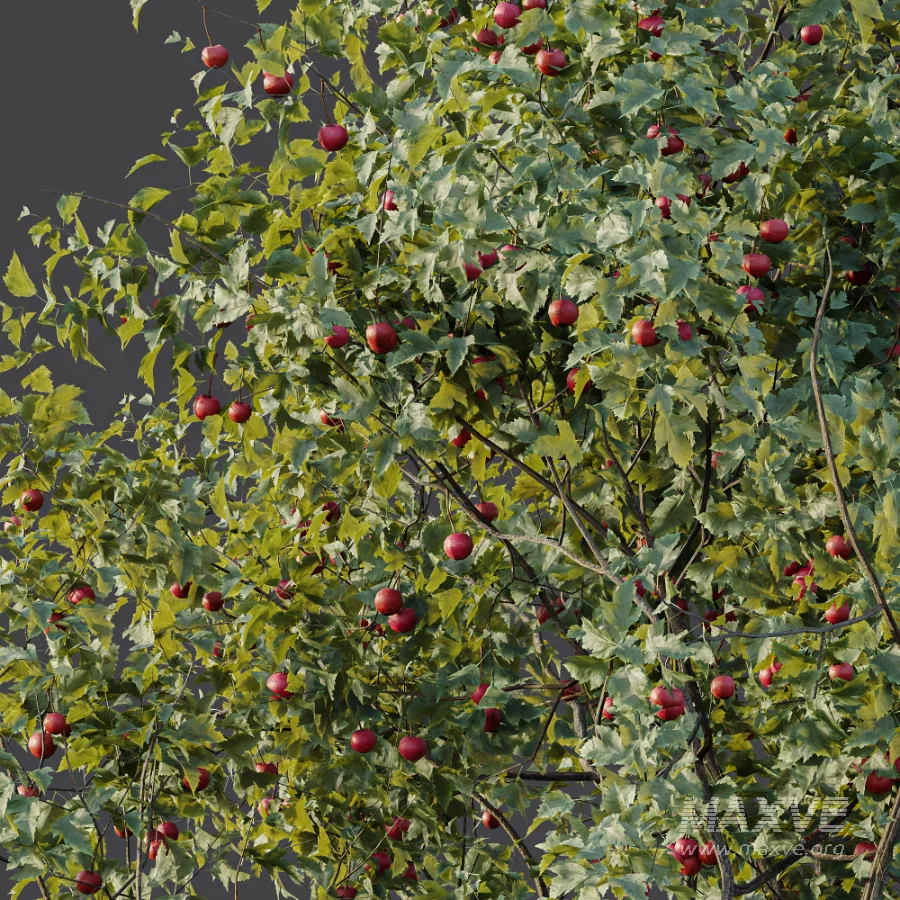 AV Plant Crataegus Pinnatifida Hawthorn Fruit Tree 01 - Image 6