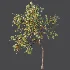 AV Plant Armeniaca Vulgaris Prunus Fruit Tree 01 - Thumbnail 4
