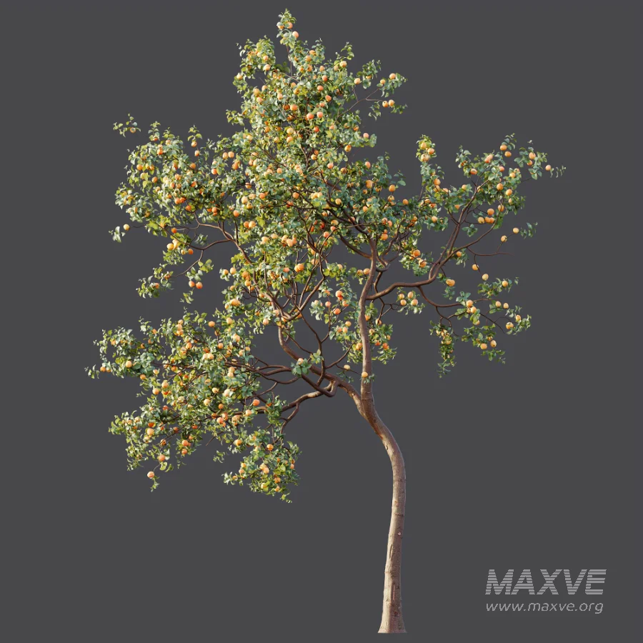 AV Plant Armeniaca Vulgaris Prunus Fruit Tree 01 - Image 4