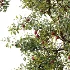 AV Plant Cerasus Pseudocerasus Cherry Fruit Tree 01 - Thumbnail 1