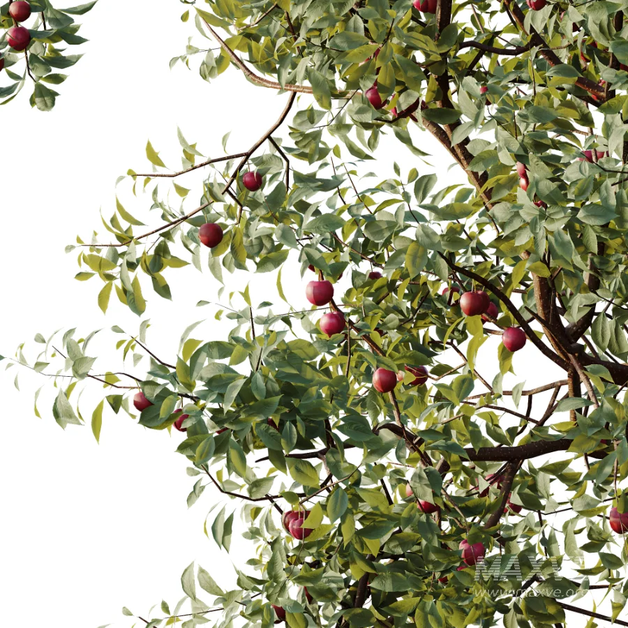 AV Plant Cerasus Pseudocerasus Cherry Fruit Tree 01 - Image 1