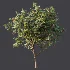 AV Plant Cerasus Pseudocerasus Cherry Fruit Tree 01 - Thumbnail 5