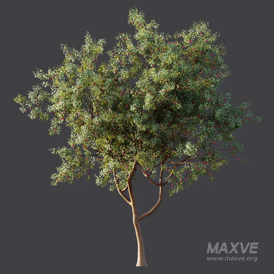 AV Plant Cerasus Pseudocerasus Cherry Fruit Tree 01 - Image 5