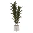 indoor-plant-008 - Thumbnail 1
