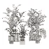 indoor-plant-018 - Thumbnail 4