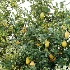 AV Plant Citrus Meyer Lemon Fruit Tree 01 - Thumbnail 2