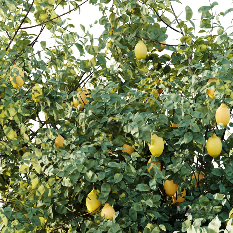 AV Plant Citrus Meyer Lemon Fruit Tree 01 - Image 2