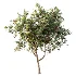 AV Plant Cerasus Pseudocerasus Cherry Fruit Tree 01 - Thumbnail 3
