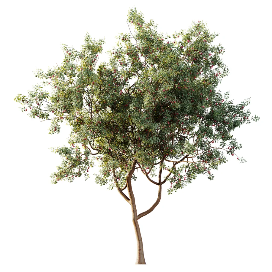 AV Plant Cerasus Pseudocerasus Cherry Fruit Tree 01 - Image 3