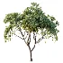 AV Plant Mangifera Indica Mango Fruit Tree 01 - Thumbnail 1