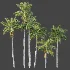 AV Plant Roystonea Regia Palm Tree 01 - Thumbnail 6