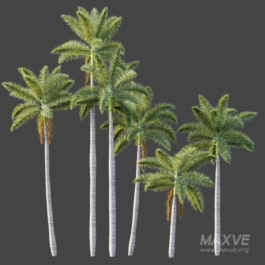AV Plant Roystonea Regia Palm Tree 01 - Image 6