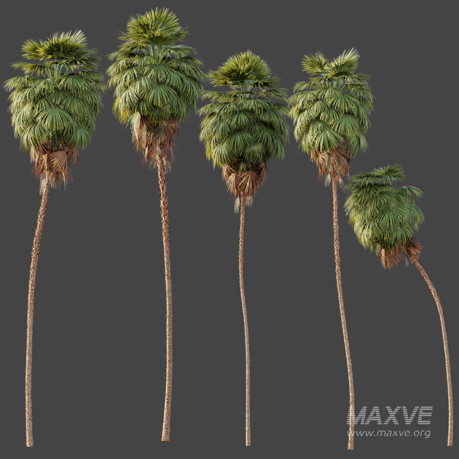 AV Plant Washingtonia Robusta Palm Tree 01 - Image 6