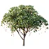 AV Plant Mangifera Indica Mango Fruit Tree 01 - Thumbnail 2