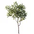 AV Plant Prunus Salicina Plum Pflaume Fruit Tree 01 - Thumbnail 3