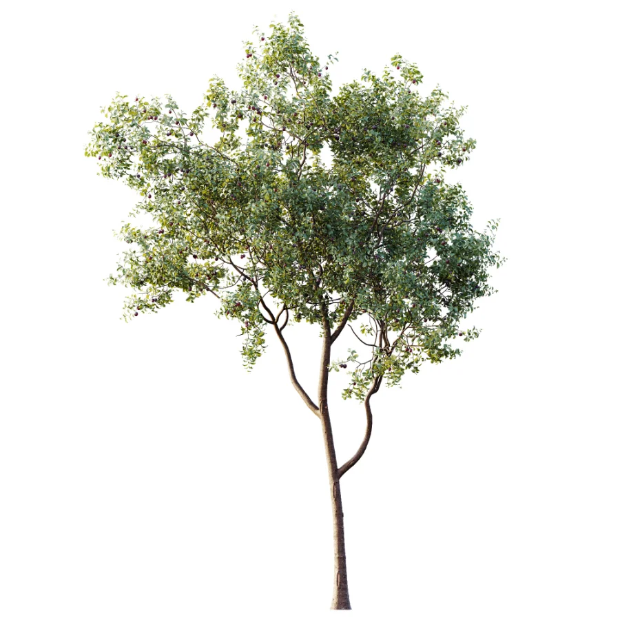 AV Plant Prunus Salicina Plum Pflaume Fruit Tree 01 - Image 3
