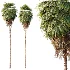 AV Plant Washingtonia Robusta Palm Tree 01 - Thumbnail 2