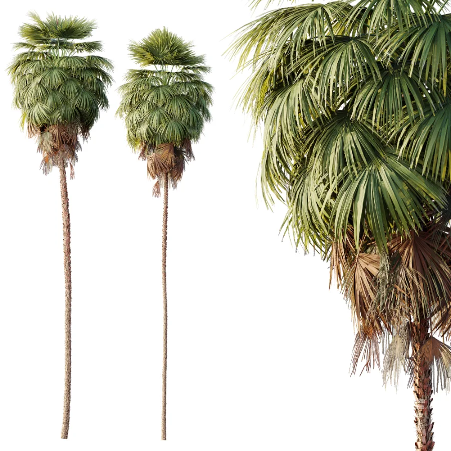 AV Plant Washingtonia Robusta Palm Tree 01 - Image 2
