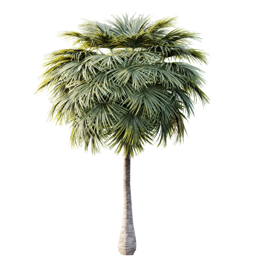 AV Plant Borassus Flabellifer 6 Palm Tree 03 - Image 2