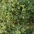 AV Plant Citrus Meyer Lemon Fruit Tree 01 - Thumbnail 1