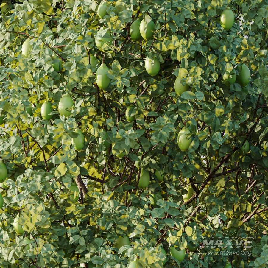 AV Plant Citrus Meyer Lemon Fruit Tree 01 - Image 1
