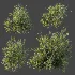 AV Plant Bush Common Broom Cytisus Scoparius 02 - Thumbnail 8