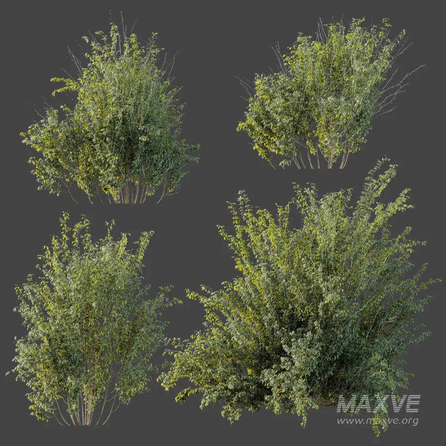 AV Plant Bush Common Broom Cytisus Scoparius 02 - Image 8